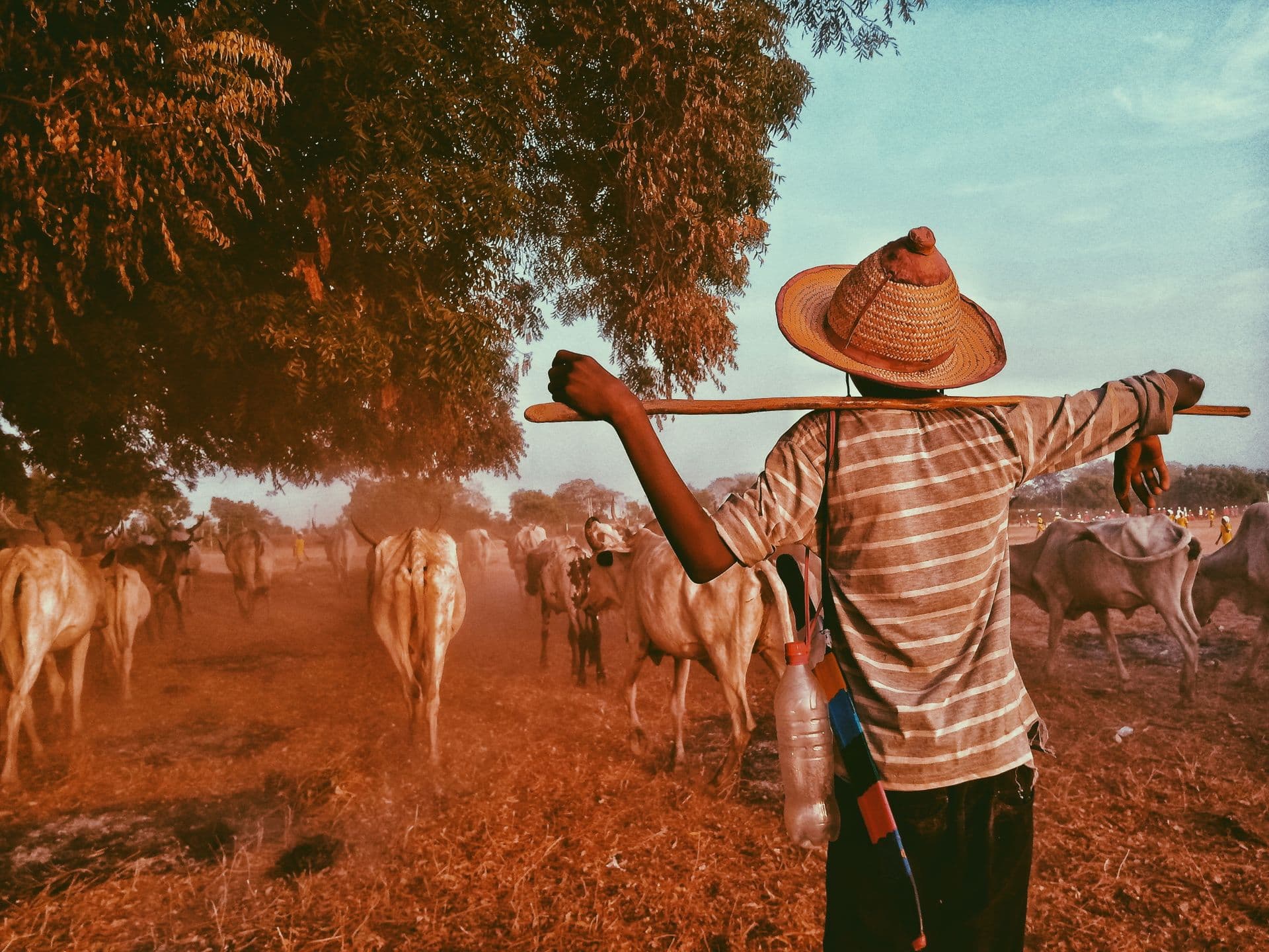 Farmer herding cattle through a dusty field at sunset