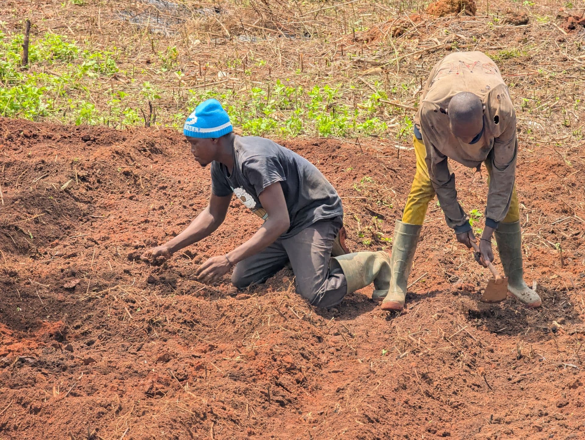 Two farmers working the soil with their hands
